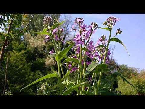 Video: Alimentazione autunnale delle api: veloce, efficiente, appena in tempo