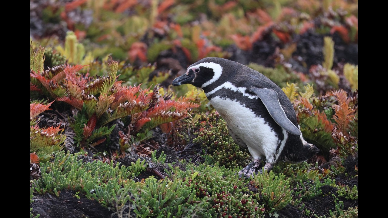 退休老人歐洲、南美、南極之旅 35 再到福克蘭群島 Falkland Island -  Princess Cruise Sapphire