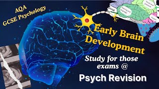 GCSE Psychology: Early brain development