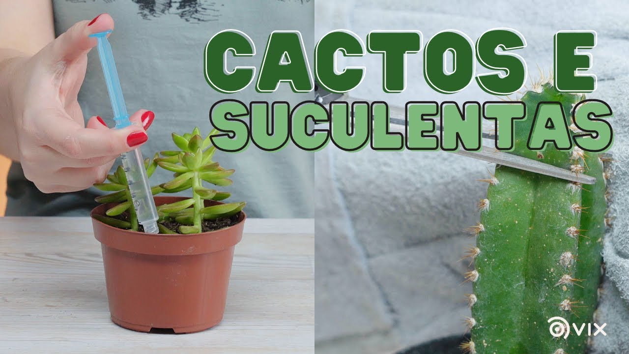 Como cuidar de suculentas e cactos l Vix Hacks Brasil Como cuidar de suculentas e cactos l Vix Hacks Brasil