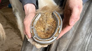 Lots Of Hoof To Trim On This Horse. (Hoof Restoration)