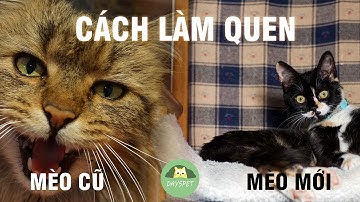 Nuôi thêm mèo thì đây là những điều bạn cần phải chú ý  | Dayspet