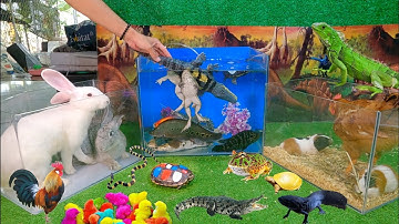 Tổng hợp video cá cảnh đẹp, cá koi, cá rồng, vịt, chuột, thỏ, kì nhông