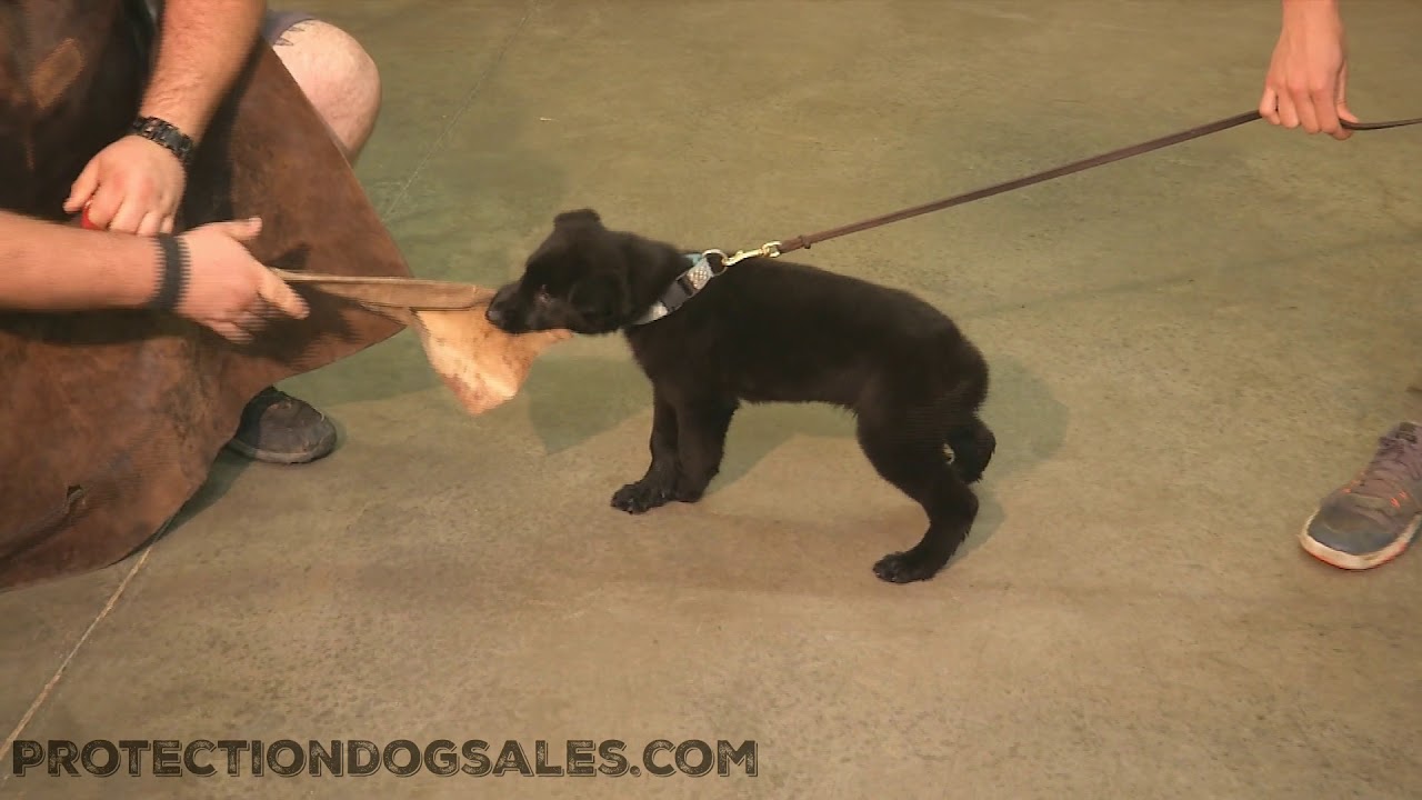 puppy paradise Yakobe Von Prufenpuden 8 Weeks Early Puppy Protection Testing/Evaluation For Training