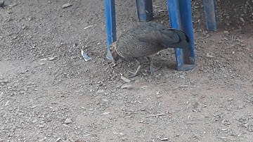 nkauj qaib qus phaum ob daj - dawb ntsej