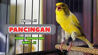 Kenari GACOR Panjang Suara PANCINGAN Kenari PAUD Belajar Bunyi Ngeriwik || Masteran Kenari Paud #769
