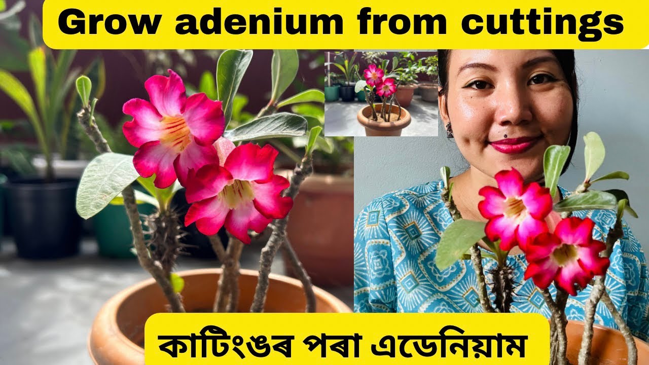 How to grow adenium from cuttings কাটিংঙৰ পৰা এডেনিয়াম লগাও আহক