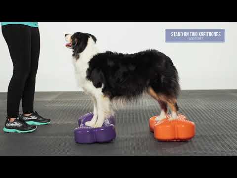 Video: Den nye K9FITbone - hvorfor hver hund burde ha en
