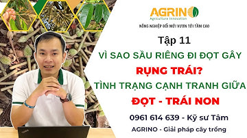 VÌ SAO SẦU RIÊNG ĐI ĐỌT GÂY RỤNG TRÁI? GIẢI QUYẾT TÌNH TRẠNG CẠNH TRANH GIỮA ĐỌT - TRÁI NON