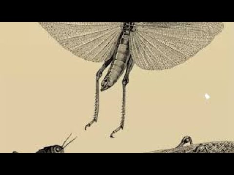 Vidéo: Les scarabées sacristains peuvent-ils voler ?