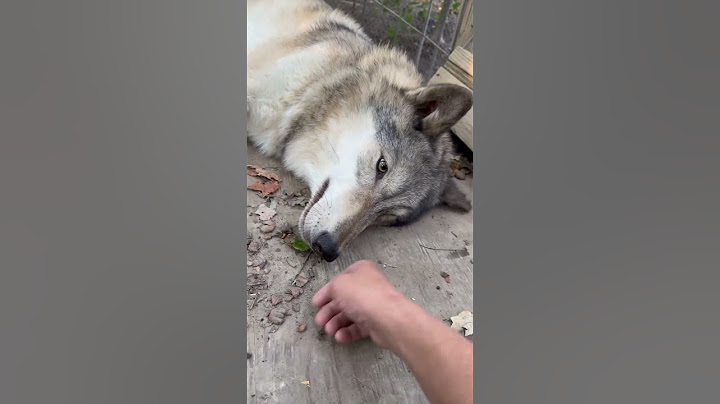 Don’t Touch My Leaf! #dog #wolf #pets #wildlife #animals #funny #cute #shorts #viralshort #nature