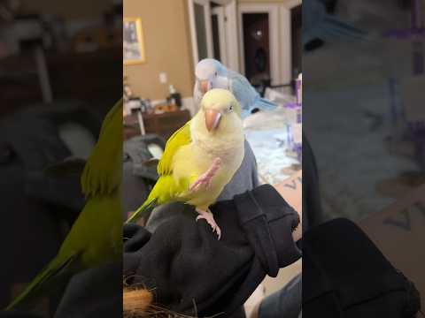 Quaker Parrots Blowing Raspberries 
