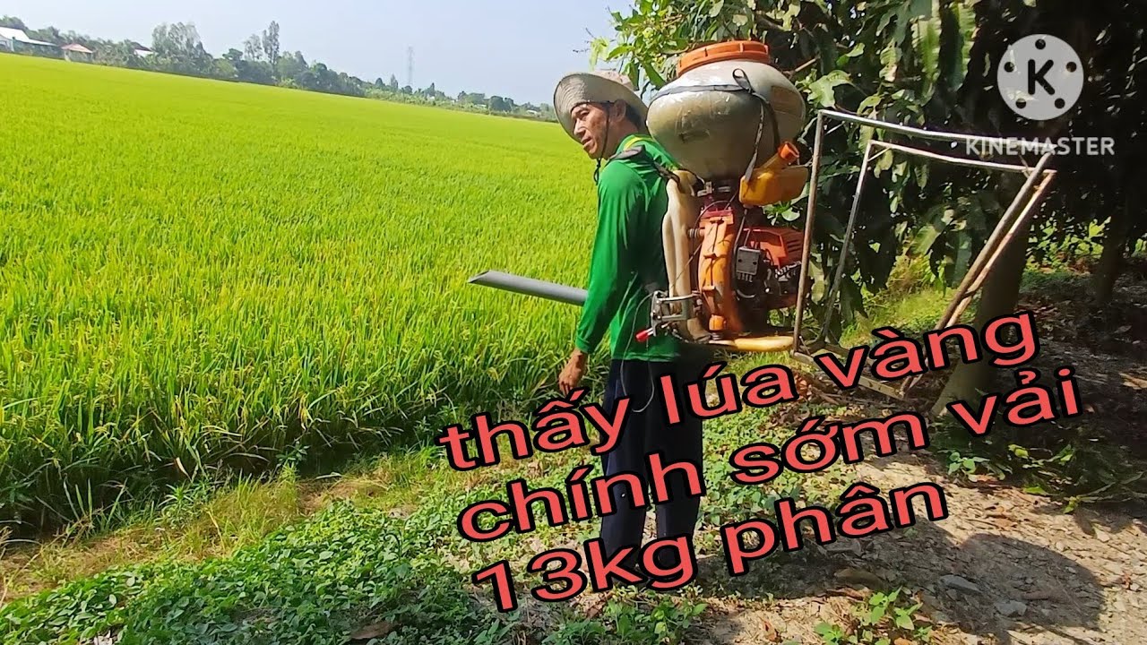 Vừa xịt sông tống 13kg phân 20.15 lúa đài thơm8 