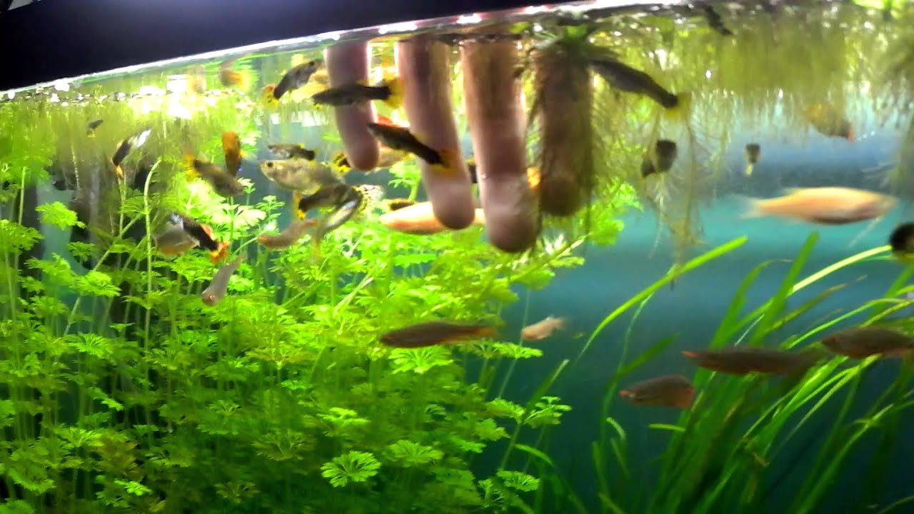 watershed Planted Tank Update