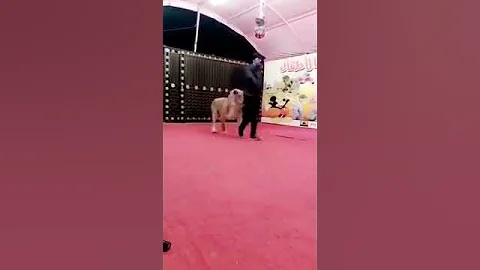 مسلسل شباب البومب خطير مع الاسد 