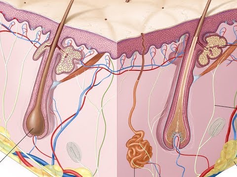 Video: La Pelle Come Organo Di Escrezione
