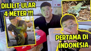 UNBOXING REPTIL PURBA !! HAMPIR 40 JUTA !!