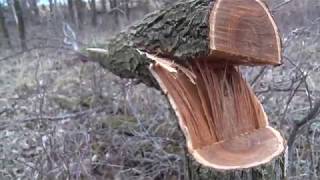 How to Create a Better Timber Setup screenshot 2