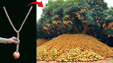 Unique​ Skill Grafting Mango​ Tree Using Onions With Quick and Easy Techniques | Grafting Mango Tree