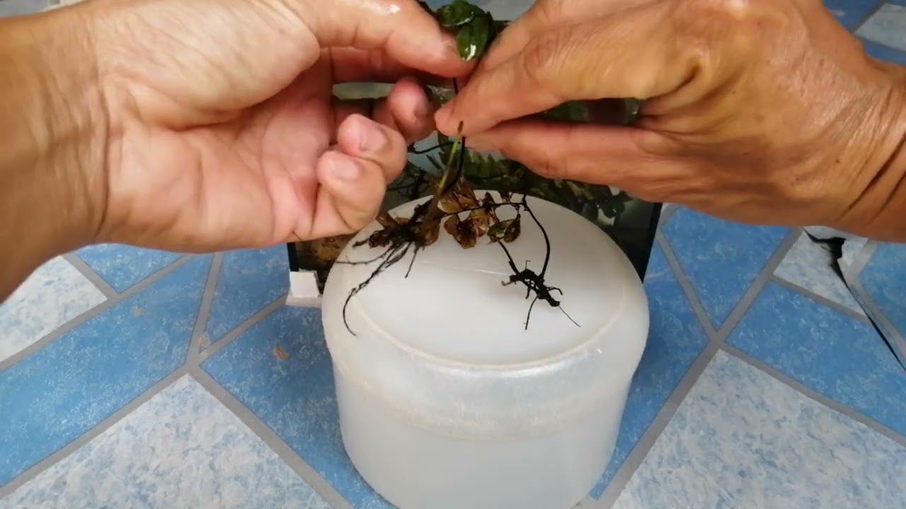 เพาะพันธุ์เฟิร์นก้านดำ