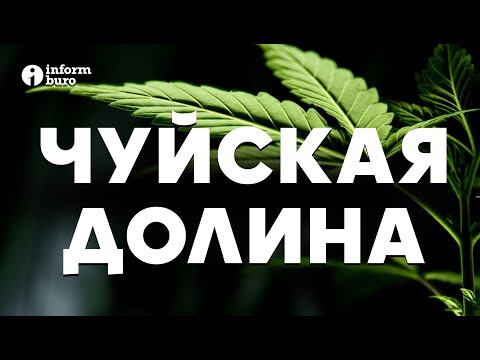 Видео: Чуйская долина: как выглядят поля конопли и что делать с диким каннабисом?