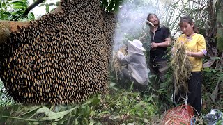 Primitive skill, Braver of catching honeycombs - Green farm, make the main door - Free Bushcraft