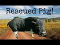 Abandoned piggy gets a second chance! ￼