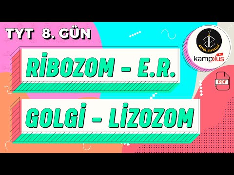 Video: Lizozomlar ve vakuoller arasındaki ilişki nedir?