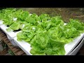 Growing Rose Lettuce At Home 🥬 Recycle Plastic Cans For Growing Hydroponic Vegetables