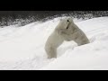 animal