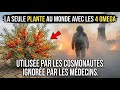 Plus Puissante Que le Saumon. La Seule Plante au Monde Avec les 4 Oméga.
