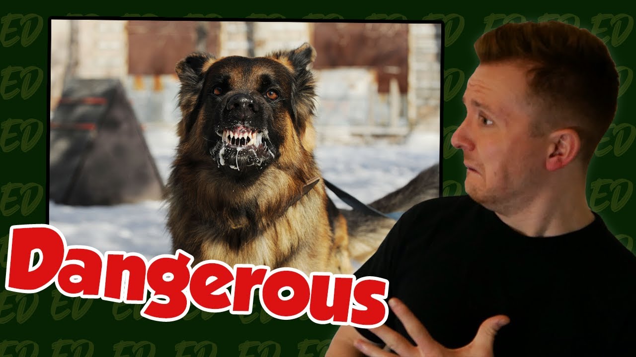 Feral Dog Bite Leads to Near death experience in Laos! YouTube