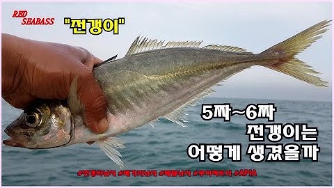 슈퍼 전갱이 5짜,6짜 잡으러 출동!_메가리,가라지,아지,각재기,매생이,농어,고등어낚시