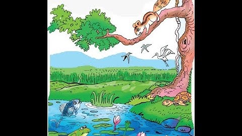 FIELDS AND FORESTS - EVS - CLASS 4 ##