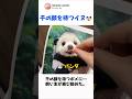 【衝撃】AIじゃないの!?どんな動物にも擬態するポメラニアンが違和感ゼロすぎるww