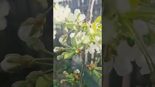 #flori de #visin
