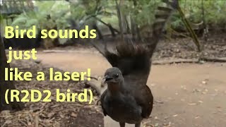 Bird sounds just like a laser! R2D2 bird