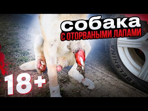 18+‼️ Собака с оторванными  лапами жила так с февраля месяца😱 Кости торчат  наружу😥