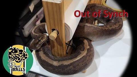 Breeding Ball Pythons; Out of Synch