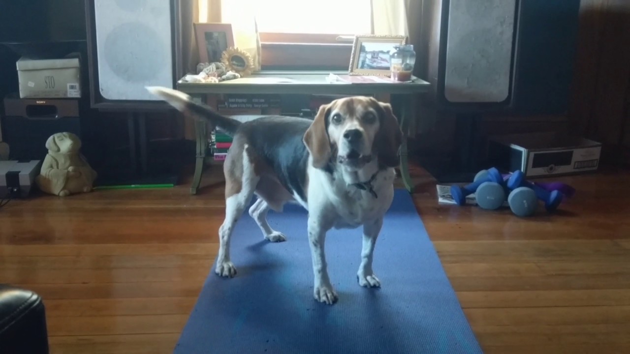 Beagle won't stop barking! YouTube