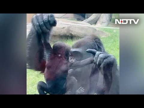 Viral Video: Gorilla Shows Off Baby To Visitors At Zoo In Canada