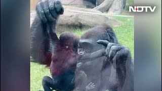 Baby gorilla shows off his bouffant hair-do in Virunga National