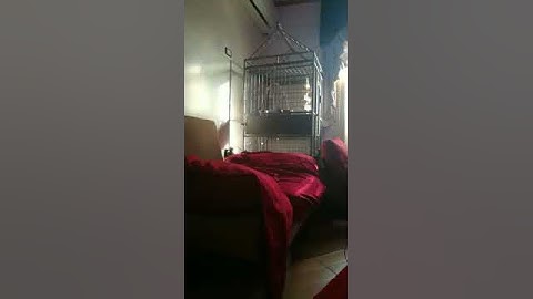 ببغاء الزنجباري (الكاسكو) يقرأ سوره الاخلاص كامله ماشاء الله