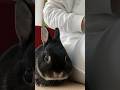うさぎってこんなにも甘えるんです　#short #bunny #rabbit #うさぎ