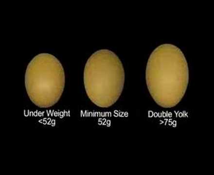 Incubation and the Hatchery - Part 1