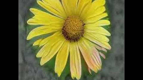 flowers 256x256 latent vector curated seeds stylegan2-ada-pytorch #1