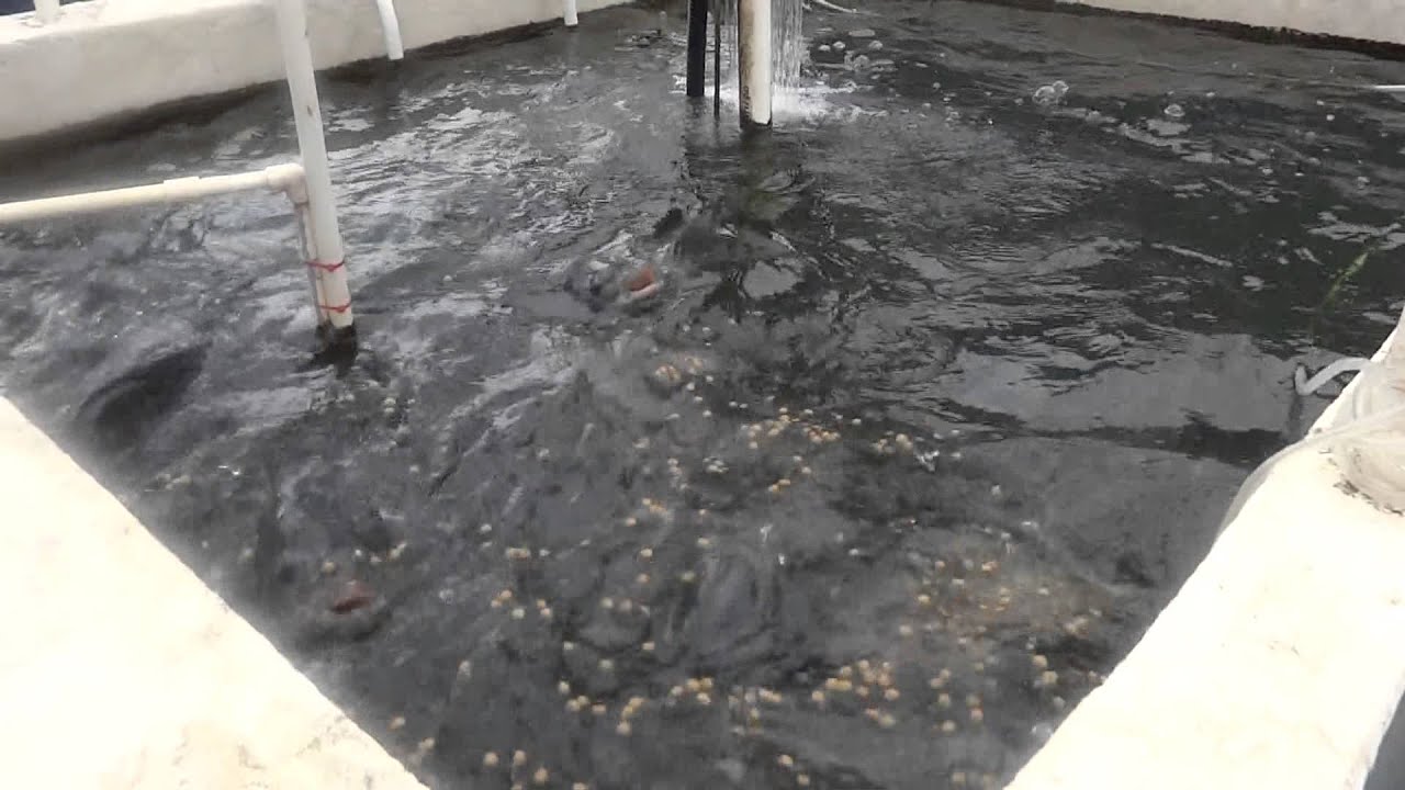 Hungry Tilapia Coming Up to Feed at the Farm YouTube