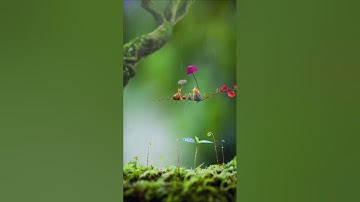 سورة فاطر05-08: القارئ/محمد جواد سوالمة