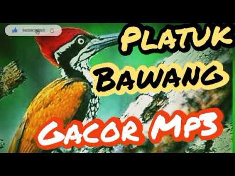 suara anakan pelatuk bawang speed rapat mp3,untuk masteran kacer murai
