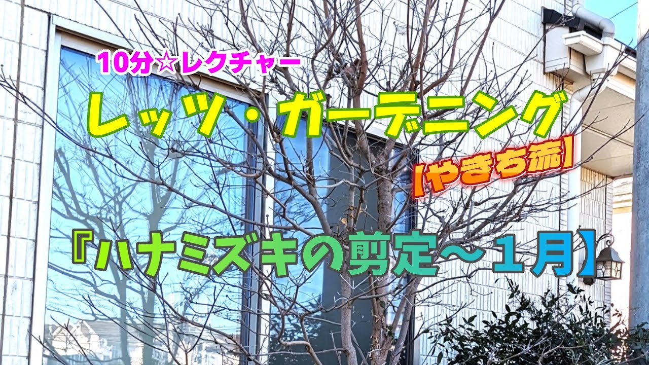 【植木】10分☆レクチャー冬のハナミズキの剪定【やきち流】